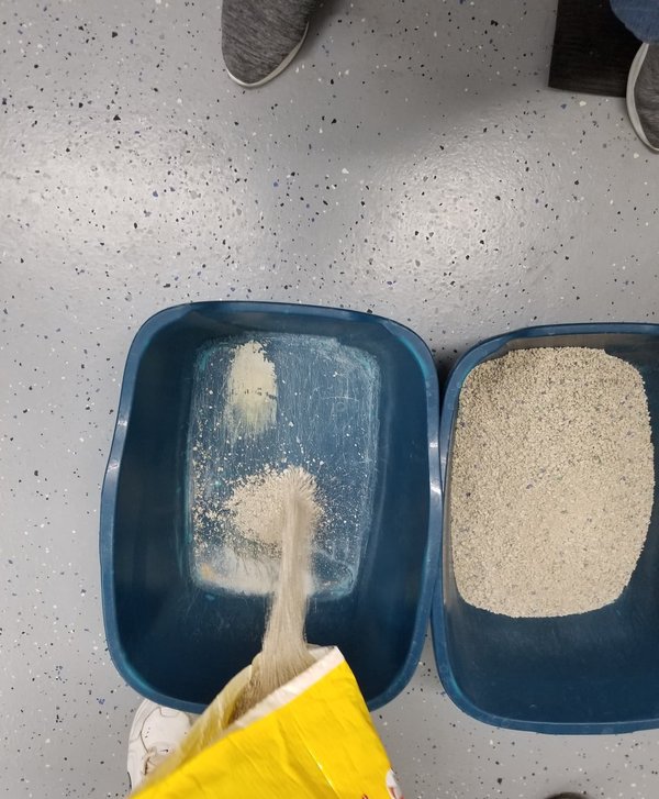 Litières pour chats : confort et propreté quotidienne