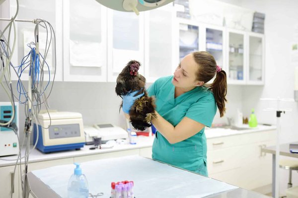 Comment traiter une poule qui perd ses plumes ?