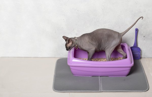 Choisir le meilleur tapis de litière chat